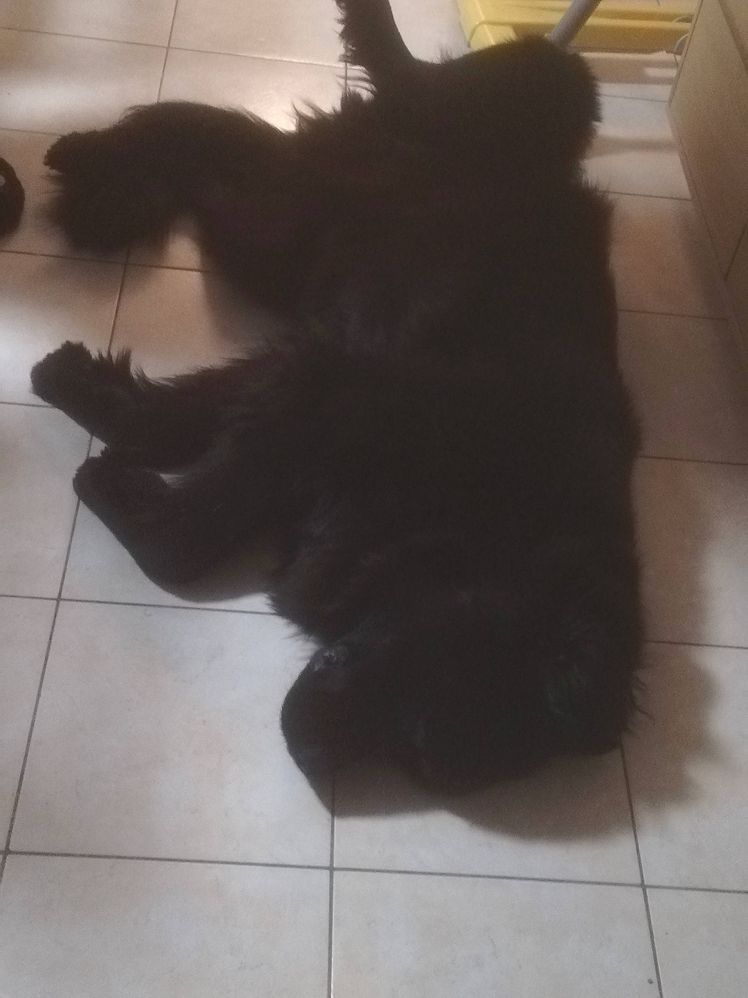 Ouper a rejoint le concours — aidez-le/la à gagner de superbes lots ! black, black_cat, canidae, carnivore, cat, dog, dog_breed, floor, flooring, fur, newfoundland, non_sporting_group, scottish_terrier, shadow, sporting_group, tail, tile