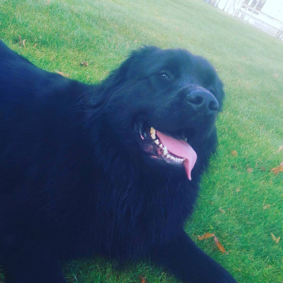 Ouper a rejoint le concours — aidez-le/la à gagner de superbes lots ! canidae, carnivore, companion_dog, dog, dog_breed, flat_coated_retriever, gaddi_kutta, giant_dog_breed, grass, labrador_retriever, mammal, newfoundland, sporting_group, vertebrate