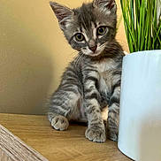 Zya participe au concours pour gagner de l'argent avec cette photo : kitten, cat, gray_tabby, pet, animal, cute, indoor, plant, greenery, pot, wooden_surface, curious, small, young, feline, whiskers, ears, eyes, sitting, head_tilt