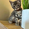 kitten, cat, gray_tabby, pet, animal, cute, indoor, plant, greenery, pot, wooden_surface, curious, small, young, feline, whiskers, ears, eyes, sitting, head_tilt