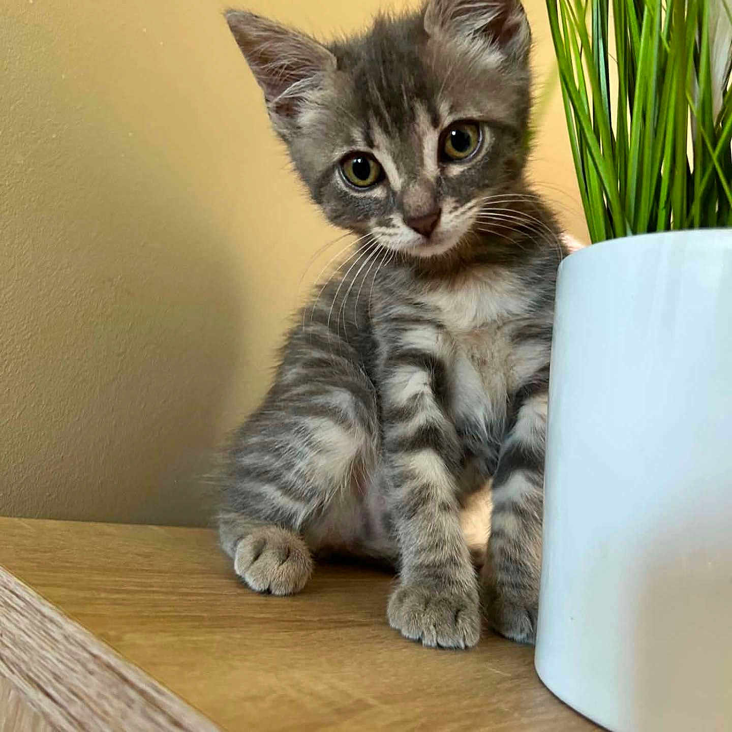 Zya