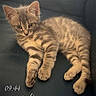 kitten, cat, tabby, pet, animal, fur, striped, cute, young, domestic, leather, couch, indoor, relaxed, laying, small, whiskers, paws, eyes, curious