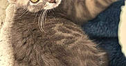 Zya participe au concours pour gagner de l'argent avec cette photo : animal, blanket, cat, closeup, comfort, cozy, cute, fluffy, fur, gray_fur, indoor, kitten, pet, portrait, relaxed, resting, soft, whiskers, yellow_eyes, young_cat