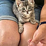 kitten, cat, tabby, pet, animal, cute, lap, human, legs, skin, clothing, watch, casual, indoor, closeup, fur, whiskers, eyes, curious, resting
