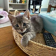 Zya a rejoint le concours — aidez-le/la à gagner de superbes lots ! animal, basket, cat, cat_tree, cozy, curious, cute, furniture, gray_cat, home, indoor, kitten, looking_at_camera, pet, relaxed, remote_control, shelf, soft_fur, tissue_box, wooden_table