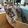 kitten, cat, basket, wooden_table, remote_control, tissue_box, indoor, furniture, cat_tree, shelf, gray_cat, curious, cute, pet, animal, cozy, home, relaxed, looking_at_camera, soft_fur