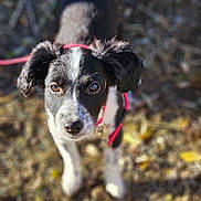 Roxy a rejoint le concours — aidez-le/la à gagner de superbes lots ! puppy, dog, black_and_white, red_harness, outdoor, leaves, ground, pet, animal, young, curious, close_up, ears, eyes, nose, fur, nature, daylight, walking, cute
