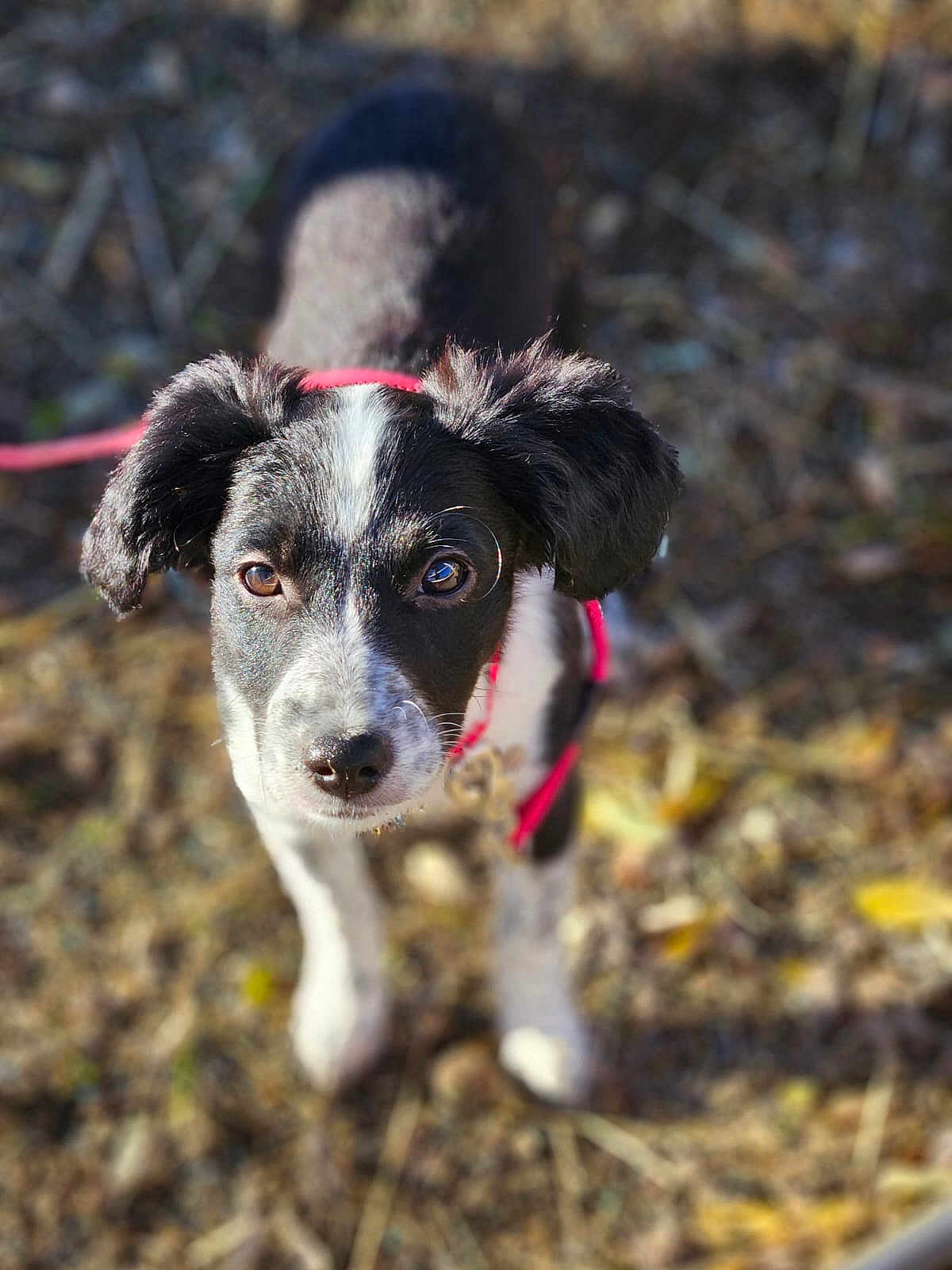 Roxy a rejoint le concours — aidez-le/la à gagner de superbes lots ! puppy, dog, black_and_white, red_harness, outdoor, leaves, ground, pet, animal, young, curious, close_up, ears, eyes, nose, fur, nature, daylight, walking, cute