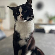 Robin a rejoint le concours — aidez-le/la à gagner de superbes lots ! cat, black_and_white, pet, indoor, table, animal, feline, whiskers, fur, domestic, sitting, curious, close_up, blurred_background, houseplant, home, cozy, portrait, four_paws, ears