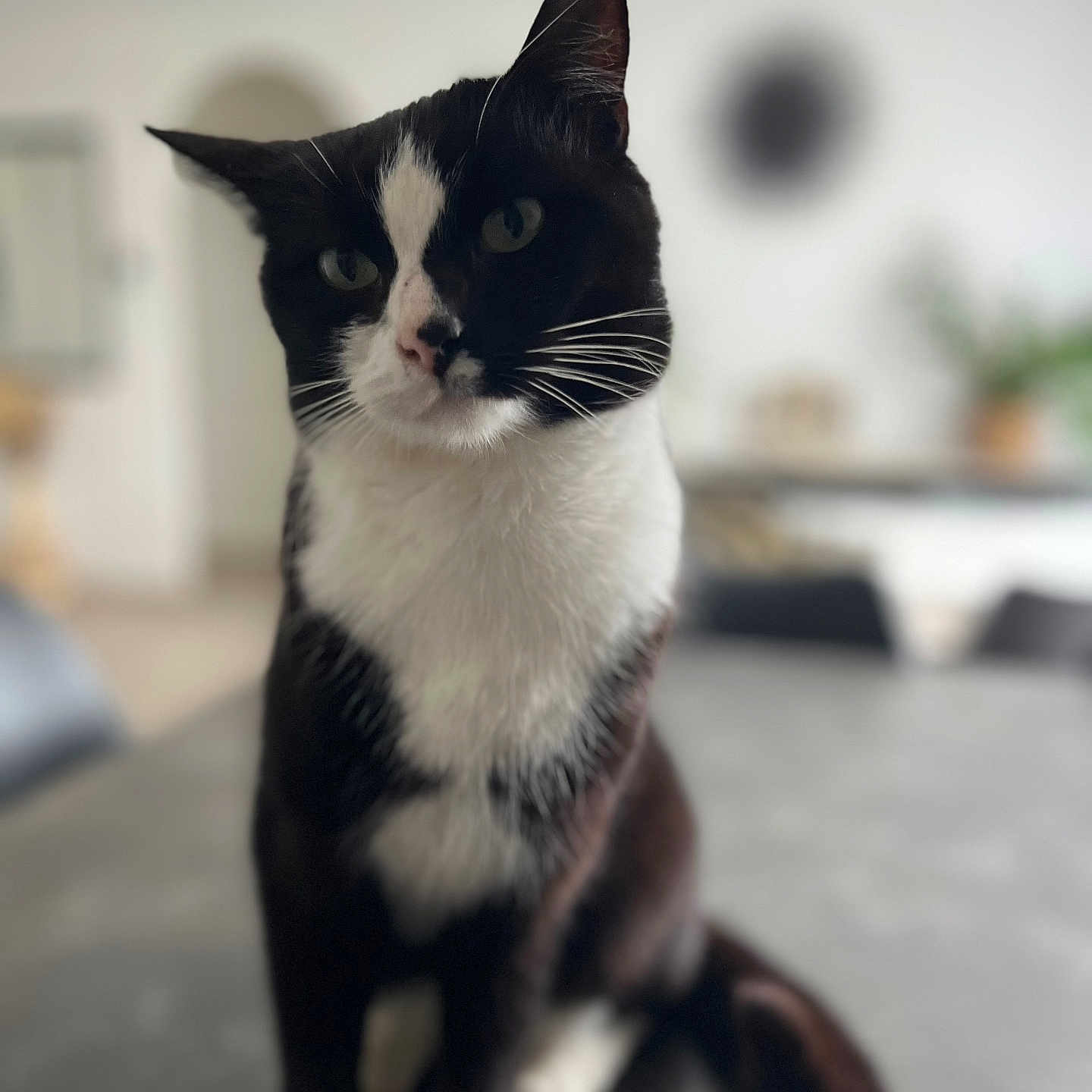 Robin a rejoint le concours — aidez-le/la à gagner de superbes lots ! animal, black_and_white, blurred_background, cat, close_up, cozy, curious, domestic, ears, feline, four_paws, fur, home, houseplant, indoor, pet, portrait, sitting, table, whiskers