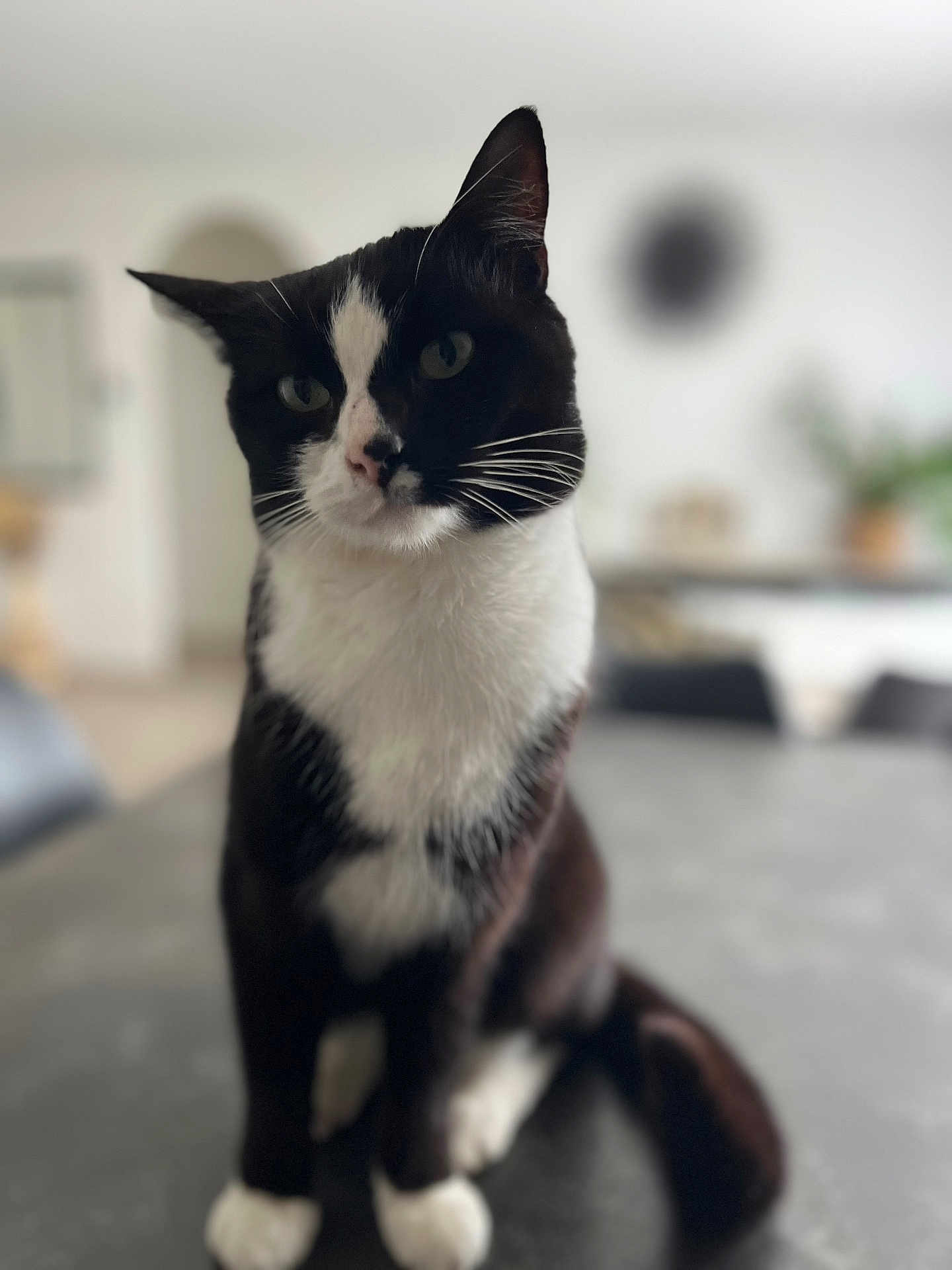 Robin a rejoint le concours — aidez-le/la à gagner de superbes lots ! cat, black_and_white, pet, indoor, table, animal, feline, whiskers, fur, domestic, sitting, curious, close_up, blurred_background, houseplant, home, cozy, portrait, four_paws, ears