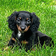 Luna joined the competition — help win amazing prizes! puppy, dog, grass, outdoor, black, tan, cute, pet, animal, young, floppy_ears, nature, green, fur, adorable, small, eyes, sitting, portrait, canine