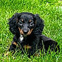 puppy, dog, grass, outdoor, black, tan, cute, pet, animal, young, floppy_ears, nature, green, fur, adorable, small, eyes, sitting, portrait, canine