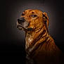 Tokito a rejoint le concours — aidez-le/la à gagner de superbes lots ! alert, animal, animal_portrait, background, brown_dog, canine, close_up, collar_area, dark_background, dog, ears, expression, fur, looking_away, muzzle, pet, photography, portrait, side_view, studio_lighting
