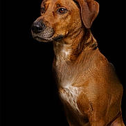 Tokito participe au concours pour gagner de l'argent avec cette photo : alert, animal, black_background, brown_dog, canine, closeup, dog, domestic_animal, ears, expression, fur, looking_away, mammal, pet, portrait, side_view, sitting, snout, studio, whiskers