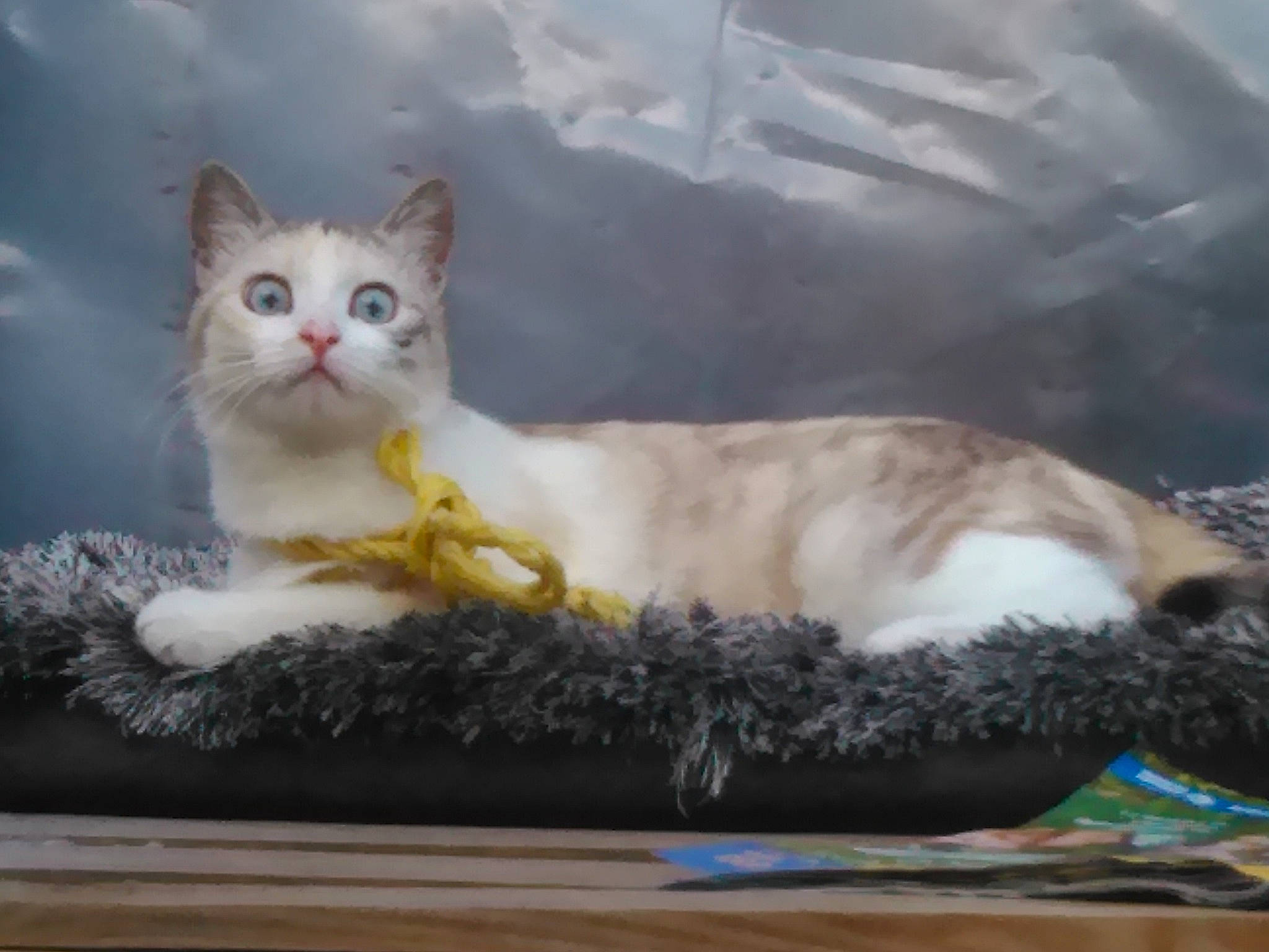 Pegguy a rejoint le concours — aidez-le/la à gagner de superbes lots ! aegean_cat, american_curl, american_wirehair, carnivore, cat, domestic_long_haired_cat, domestic_short_haired_cat, european_shorthair, fawn, felidae, kitten, mammal, napoleon_cat, norwegian_forest_cat, ragamuffin, small_to_medium_sized_cats, tail, turkish_angora, turkish_van, whiskers