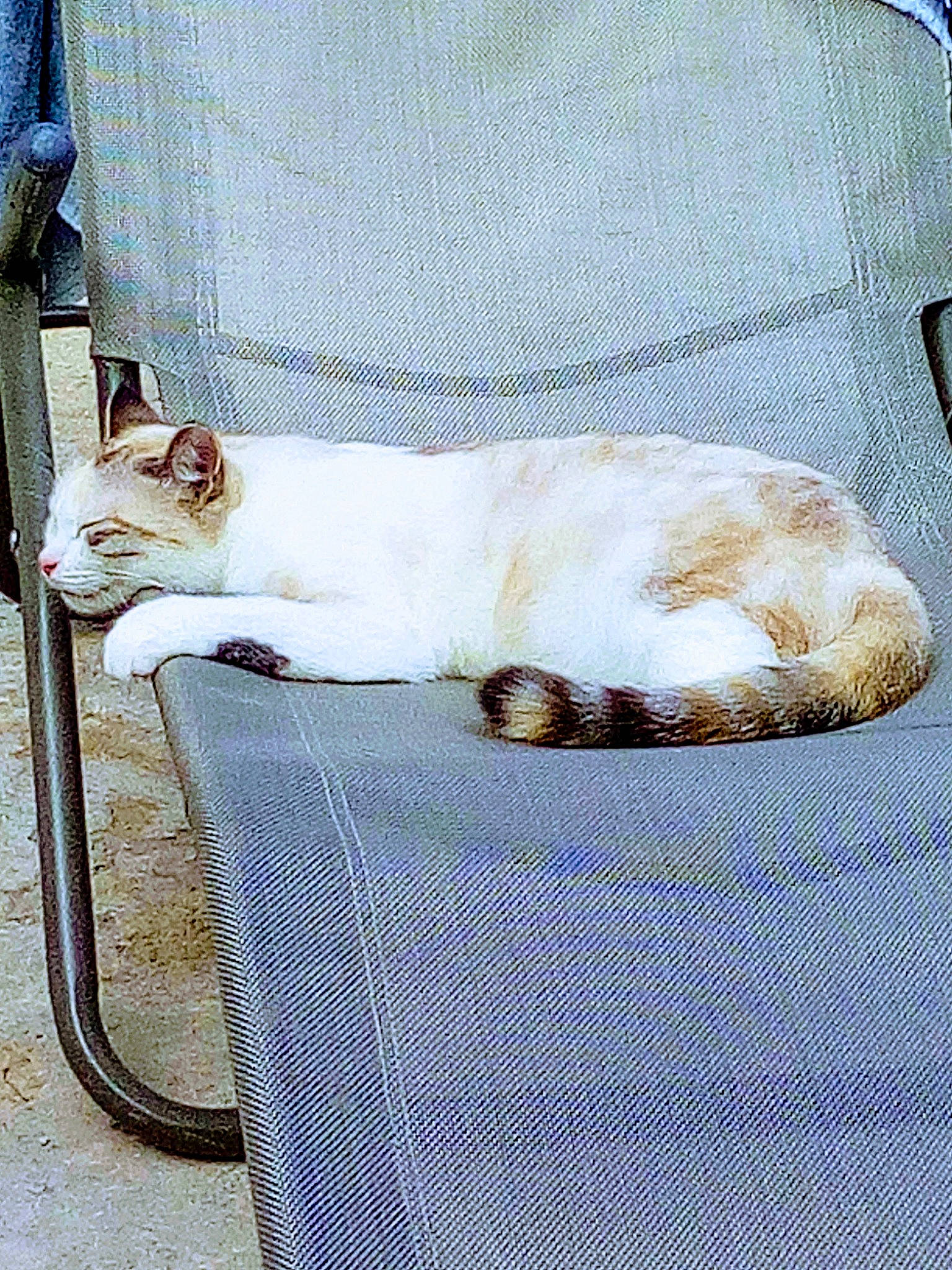 Pegguy a rejoint le concours — aidez-le/la à gagner de superbes lots ! aegean_cat, carnivore, cat, chair, felidae, kitten, small_to_medium_sized_cats, tail, whiskers