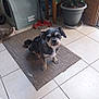 brown_dog, corner, dog, door, floor_tiles, household_items, indoor, looking_up, loyal, mat, mop, pet, pet_carrier, plant, potted_plant, scruffy, shoe, small_dog, tile_floor, wooden_door