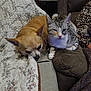 animal, blanket, canine, cat, companion, couch, cozy, dog, feline, floral_pattern, furniture, home, indoor, pet, quilt, relaxed, resting, sleepy, tabby, tan_dog