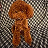dog, poodle, brown_dog, curly_fur, pet, animal, cute, sitting, blanket, checkered, indoors, fur, companion, looking_up, small_dog, domestic_animal, friendly, fluffy, portrait, adorable
