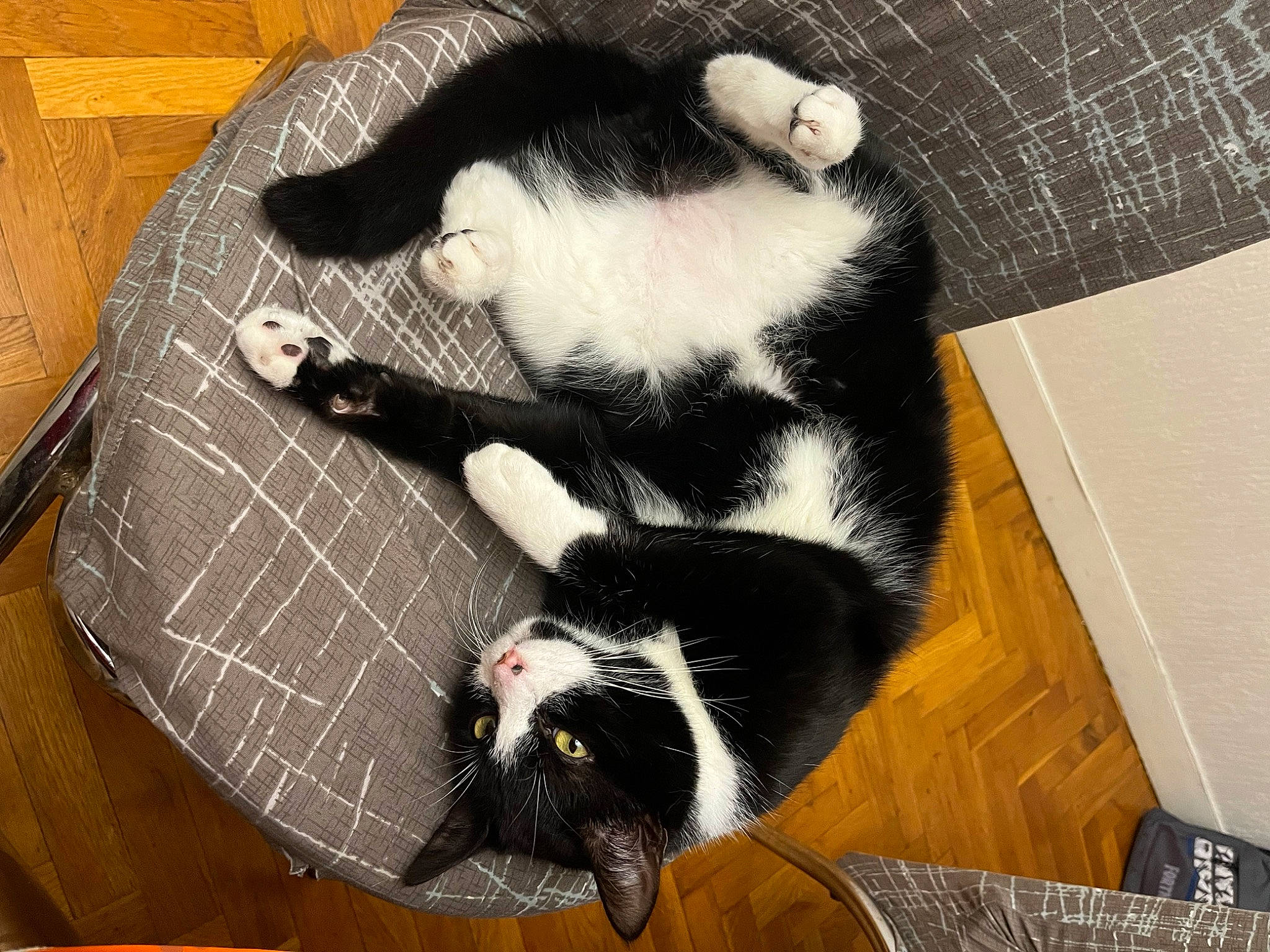 Miki participe au concours pour gagner de l'argent avec cette photo : carnivore, cat, cat_supply, claw, comfort, companion_dog, felidae, fur, mammal, paw, pet_supply, small_to_medium_sized_cats, snout, tail, terrestrial_animal, vertebrate, whiskers