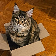 Arizona participe au concours pour gagner de l'argent avec cette photo : cat, tabby, pet, cardboard_box, box, sitting, indoor, wooden_floor, parquet_floor, whiskers, ears, eyes, fur, fluffy, portrait, looking_up, curious, home, cozy, feline