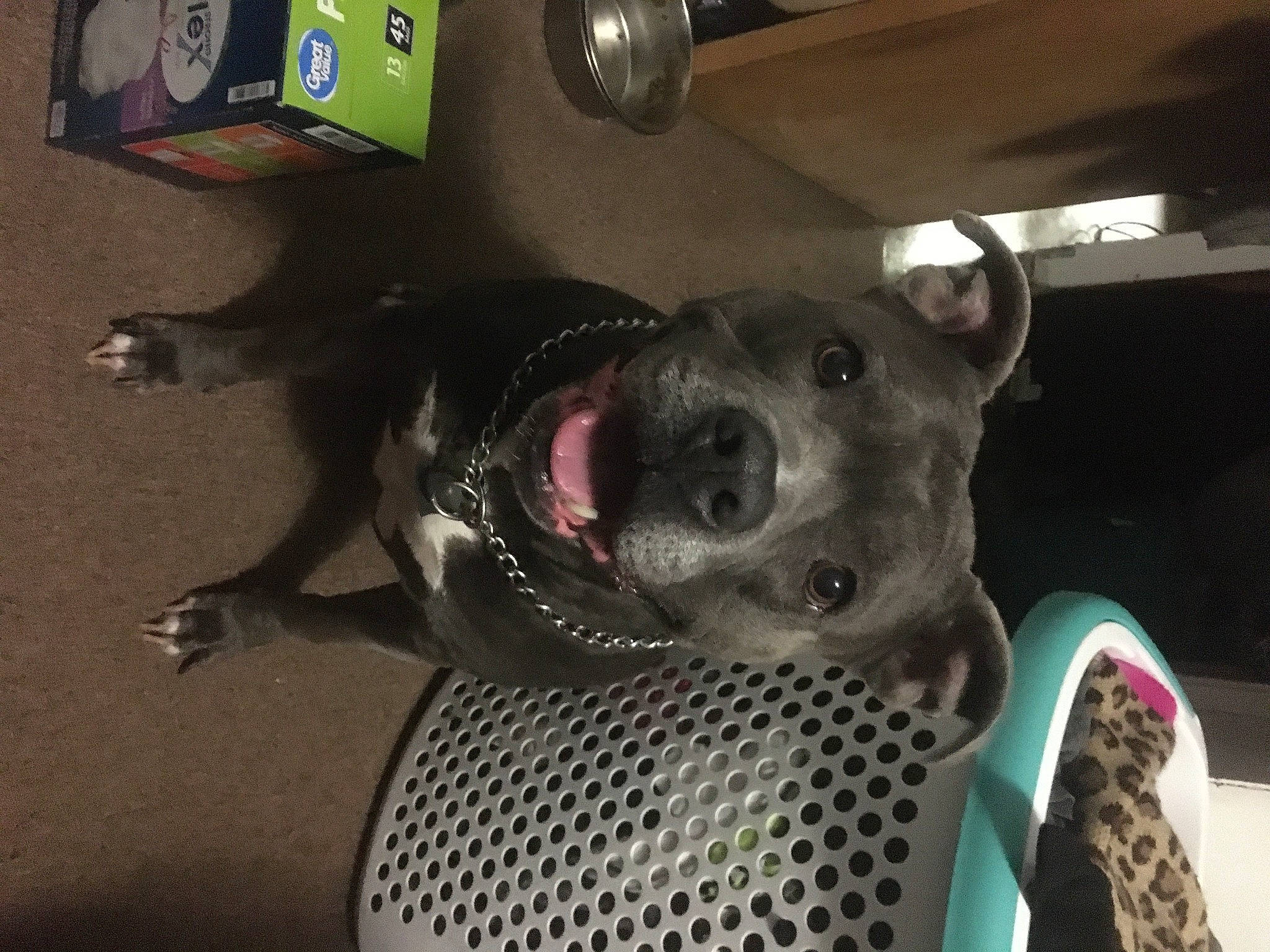 Star is registered to the contest to win money with this photo: canidae, carnivore, collar, companion_dog, dog, dog_breed, dog_supply, jaw, pet_supply, snout, sporting_group, tongue, vertebrate, whiskers, working_animal, working_dog