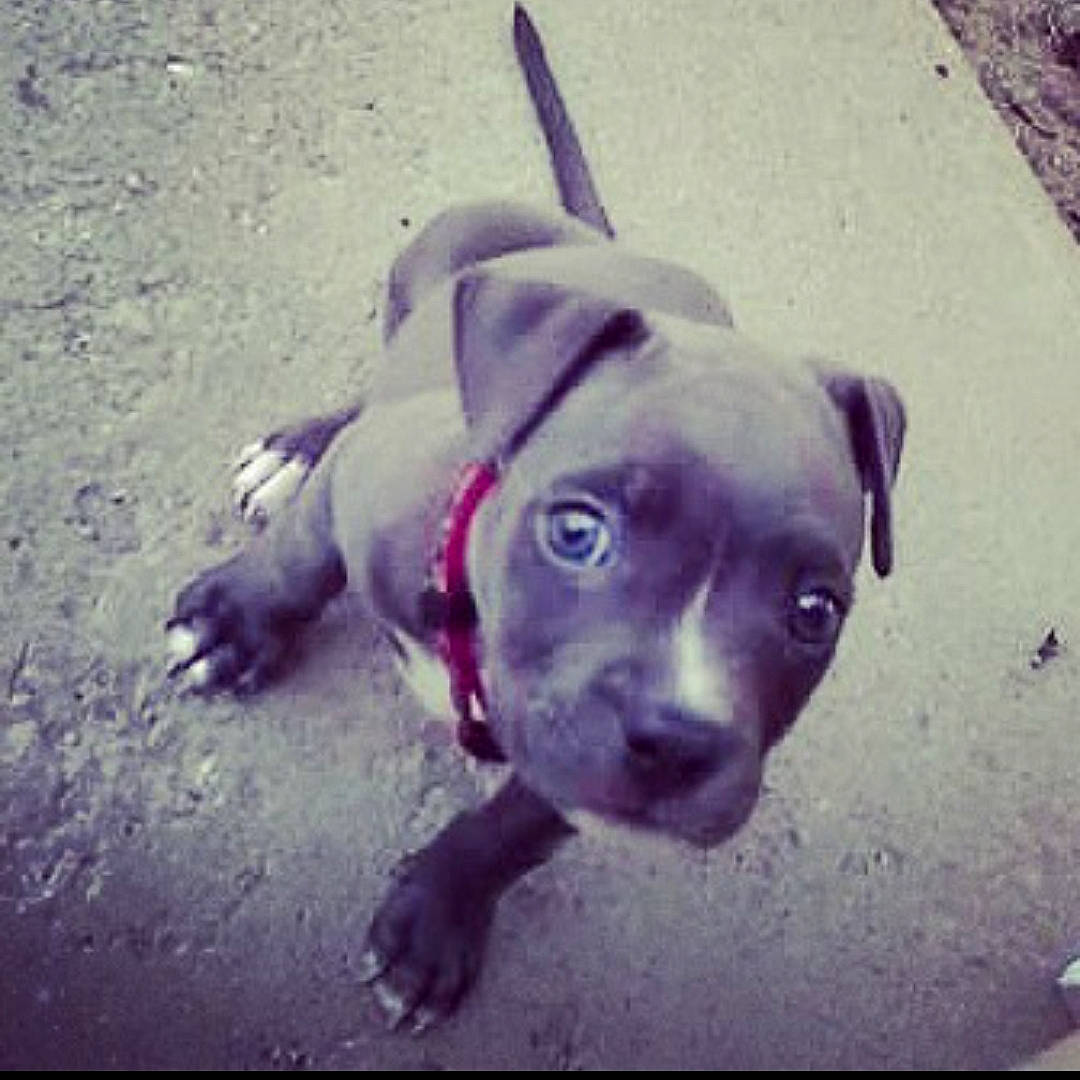 Star is registered to the contest to win money with this photo: canidae, carnivore, companion_dog, dog, dog_breed, dog_collar, fawn, grey, liver, non_sporting_group, sand, shadow, snout, sporting_group, violet, whiskers, working_animal, working_dog