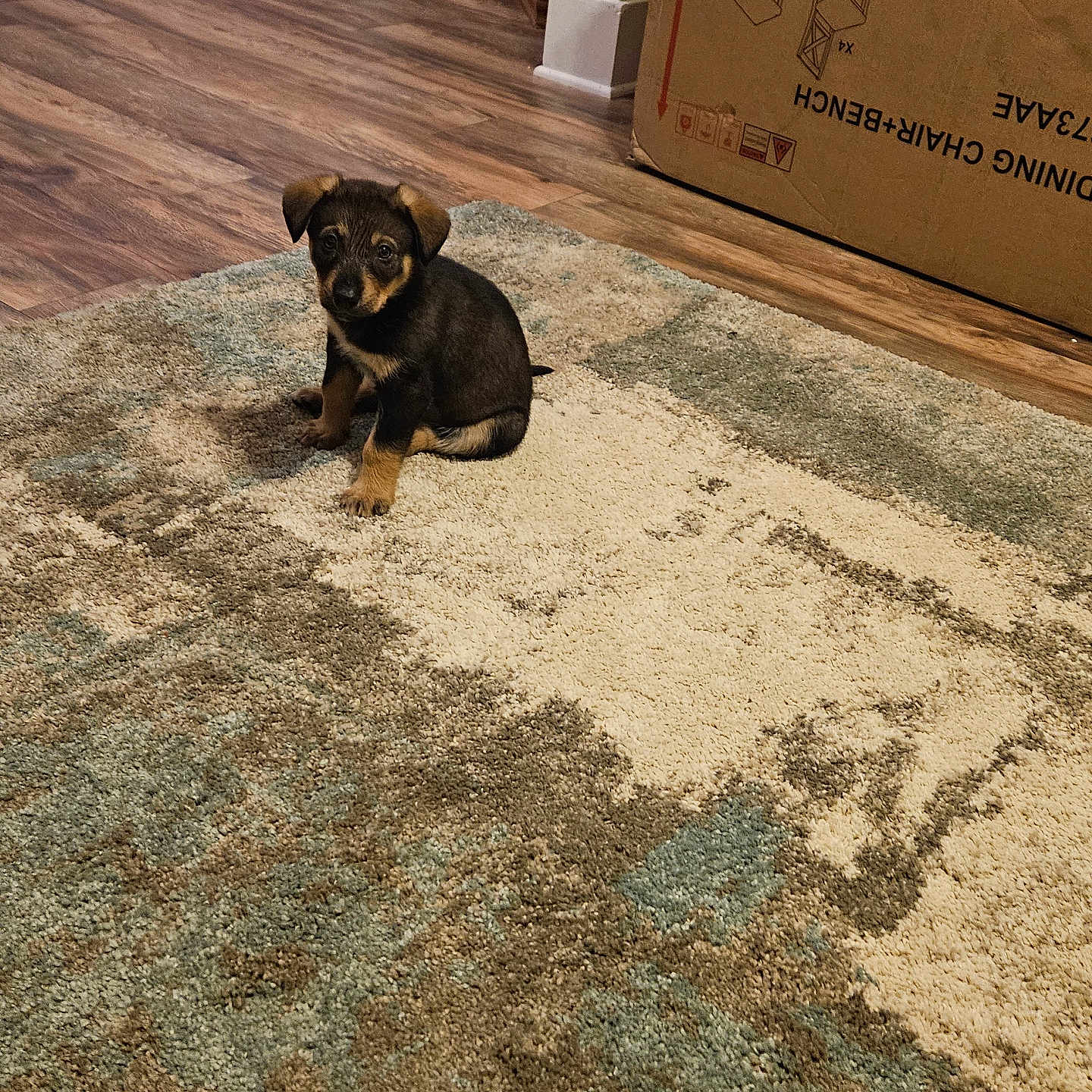 Montana joined the competition — help win amazing prizes! animal, ball, box, canine, dog, hardwood, homedecor, hound, husky, indoors, interiordesign, labradorretriever, mat, pet, plywood, puppy, sport, tennis, tennisball, wood