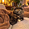 cat, tortoiseshell_cat, feline, pet, animal, portrait, sitting, couch, blanket, indoor, living_room, cozy, warm_lighting, lamp, houseplant, green_eyes, fur, whiskers, relaxed, home_decor