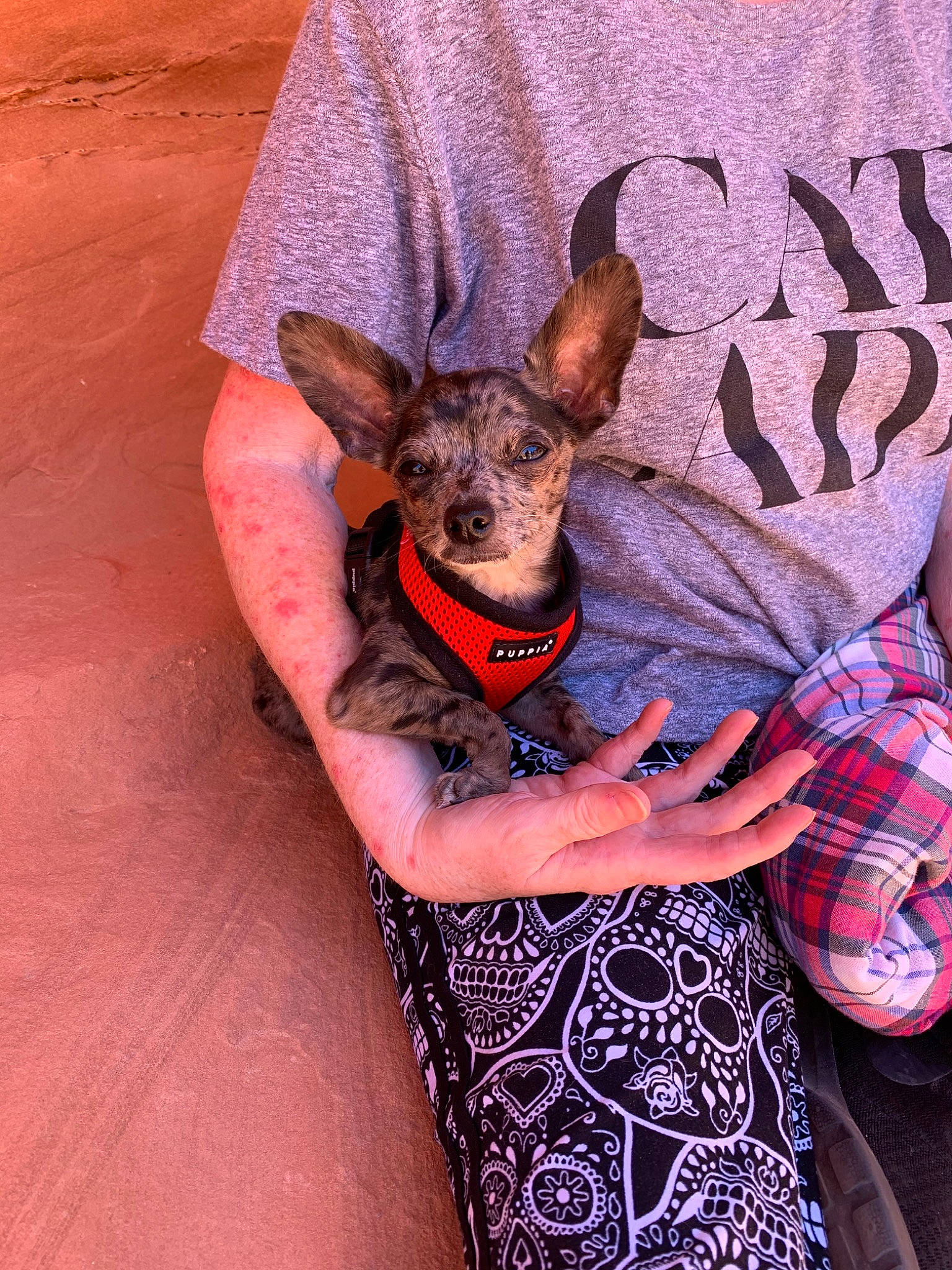 Spoon is registered to the contest to win money with this photo: american_hairless_terrier, canidae, carnivore, companion_dog, dog, dog_breed, dog_clothes, english_toy_terrier, fawn, german_pinscher, mammal, miniature_pinscher, pinscher, prazsky_krysarik, russkiy_toy, toy_dog, toy_manchester_terrier, vertebrate