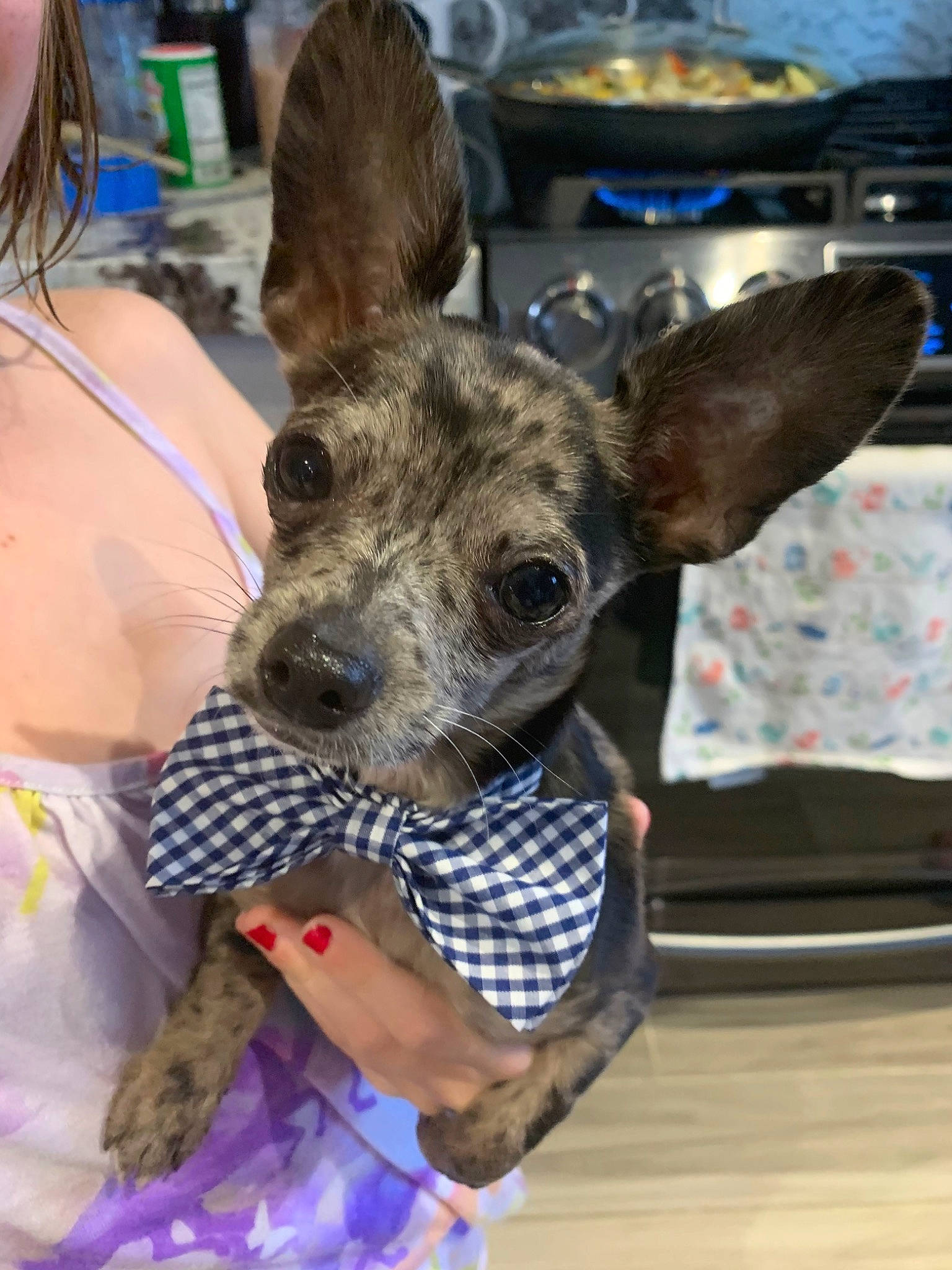 Spoon joined the competition — help win amazing prizes! american_hairless_terrier, canidae, carnivore, dog, dog_breed, fawn, mammal, rare_breed_dog, snout, vertebrate