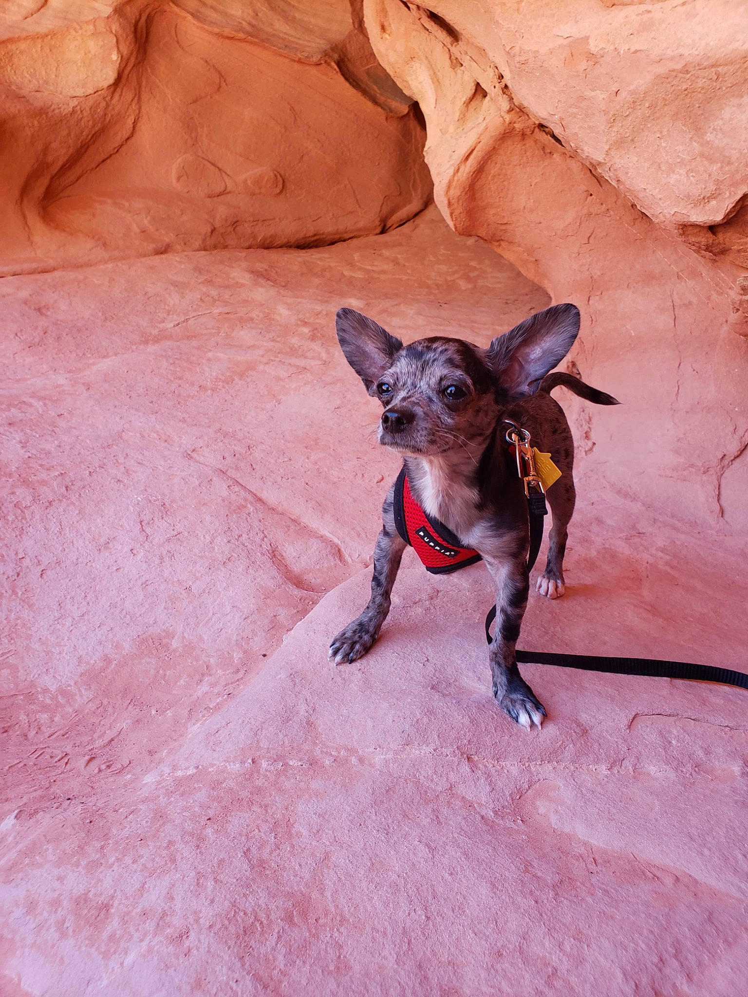 Spoon joined the competition — help win amazing prizes! adventure, american_hairless_terrier, canidae, carnivore, chihuahua, dog, dog_breed, fawn, mammal, mexican_hairless_dog, peruvian_hairless_dog, snout, sporting_group, toy_dog