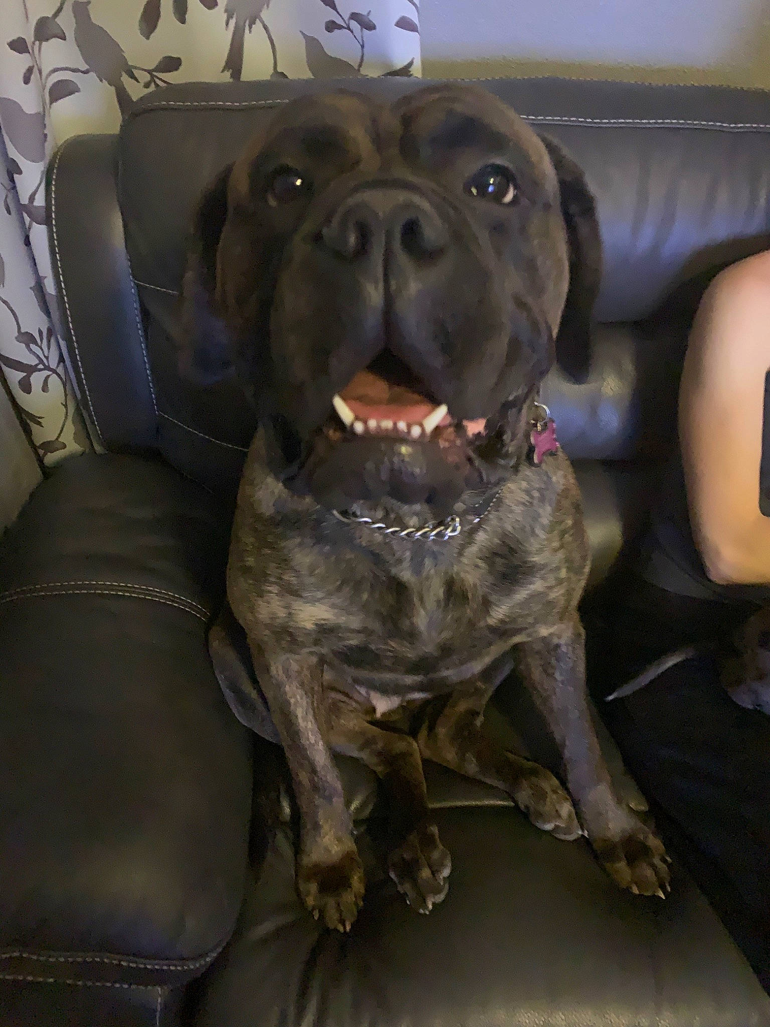 Keeva is registered to the contest to win money with this photo: bandog, boerboel, bullmastiff, cane_corso, canidae, carnivore, companion_dog, dog, dog_breed, english_mastiff, fawn, giant_dog_breed, guard_dog, korean_mastiff, mammal, molosser, snout, sporting_group, vertebrate, working_dog