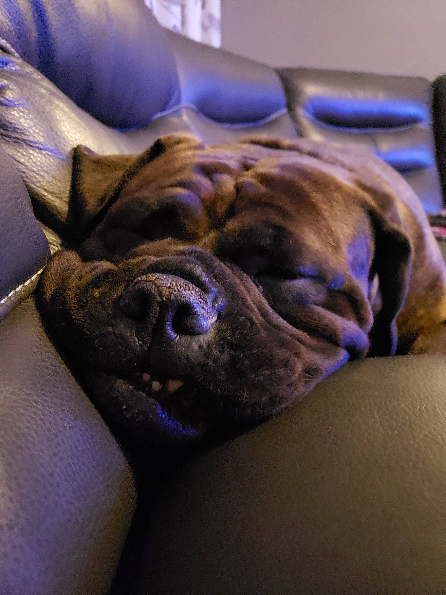 Keeva joined the competition — help win amazing prizes! boxer, bulldog, bullmastiff, canidae, carnivore, companion_dog, dog, dog_breed, dogue_de_bordeaux, english_mastiff, fawn, nap, non_sporting_group, olde_english_bulldogge, puppy, skin, snout, sporting_group, valley_bulldog, wrinkle