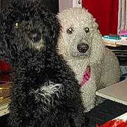 Piper is registered to the contest to win money with this photo: dog, indoor, curly_fur, black_dog, white_dog, pet, animal, companion, curtain, furniture, table, blanket, closeup, domestic, friendship, looking_at_camera, floor, household, cute, two_dogs