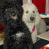 animal, black_dog, blanket, closeup, companion, curly_fur, curtain, cute, dog, domestic, floor, friendship, furniture, household, indoor, looking_at_camera, pet, table, two_dogs, white_dog