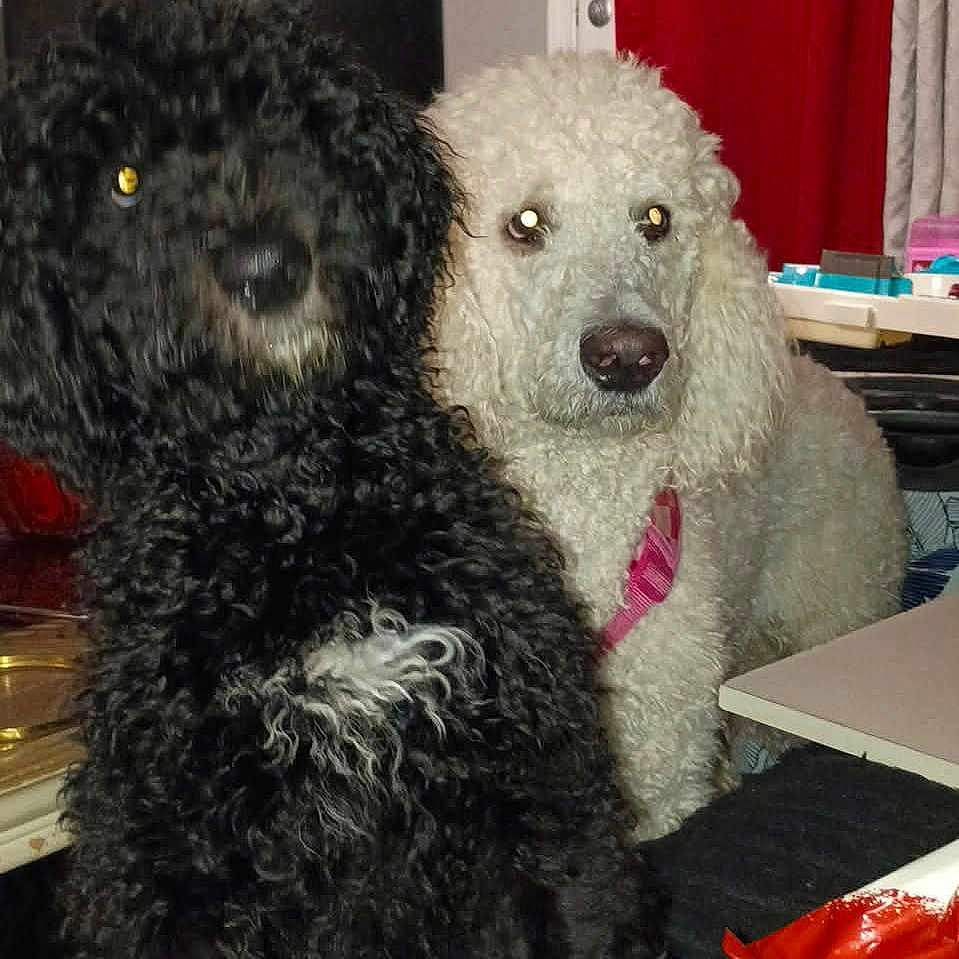 Piper is registered to the contest to win money with this photo: dog, indoor, curly_fur, black_dog, white_dog, pet, animal, companion, curtain, furniture, table, blanket, closeup, domestic, friendship, looking_at_camera, floor, household, cute, two_dogs
