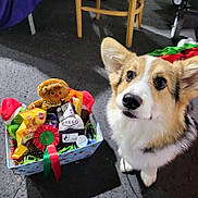Kylo is registered to the contest to win money with this photo: dog, corgi, puppy, toy, gingerbread_man, treats, gift_box, floor, chair, indoor, pet, animal, cute, fur, leash, looking_up, black_floor, wooden_chair, colorful, holiday