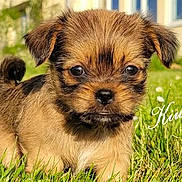 Kiwi a rejoint le concours — aidez-le/la à gagner de superbes lots ! puppy, dog, pet, animal, fluffy, brown_fur, black_muzzle, curled_tail, grass, outdoor, garden, lawn, greenery, portrait, close_up, adorable, cute, standing, house, daisies