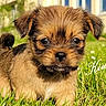 puppy, dog, pet, animal, fluffy, brown_fur, black_muzzle, curled_tail, grass, outdoor, garden, lawn, greenery, portrait, close_up, adorable, cute, standing, house, daisies