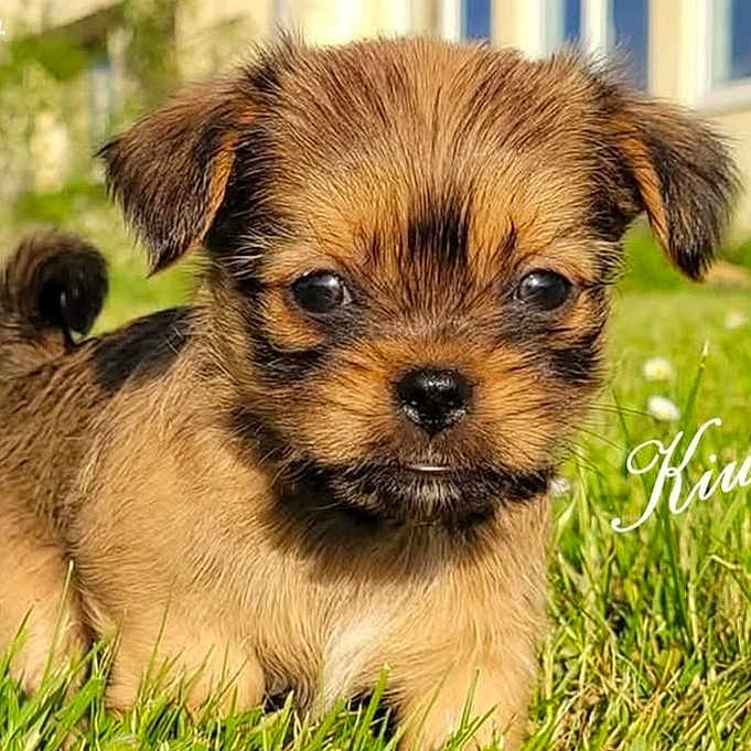 Kiwi a rejoint le concours — aidez-le/la à gagner de superbes lots ! puppy, dog, pet, animal, fluffy, brown_fur, black_muzzle, curled_tail, grass, outdoor, garden, lawn, greenery, portrait, close_up, adorable, cute, standing, house, daisies
