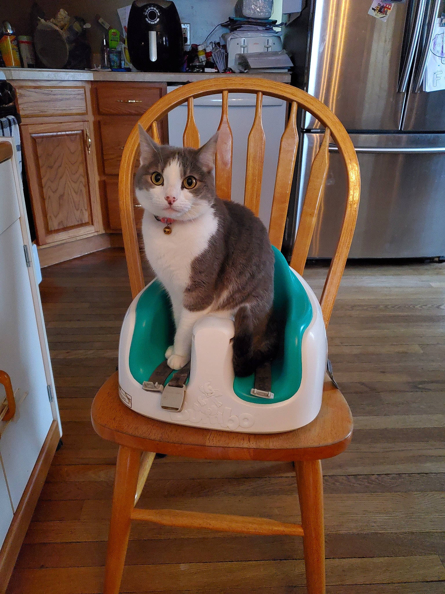 Kya joined the competition — help win amazing prizes! bar_stool, carnivore, cat, chair, domestic_short_haired_cat, felidae, furniture, hardwood, ladder, small_to_medium_sized_cats, table, tail, whiskers, wood