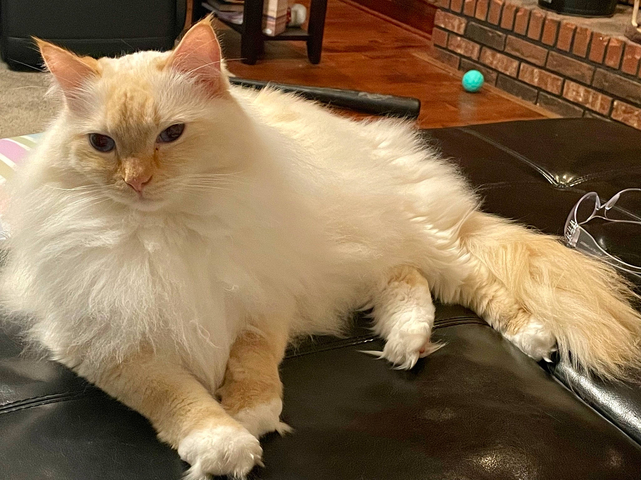Jaxon is registered to the contest to win money with this photo: british_longhair, carnivore, cat, claw, fawn, felidae, fur, hardwood, paw, small_to_medium_sized_cats, snout, tail, terrestrial_animal, whiskers, wood