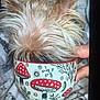 dog, bowl, mushroom_pattern, hand, fur, fluffy, cozy, blanket, cute, pet, indoor, playful, hiding, animal, closeup, domestic_animal, resting, comfort, colorful, patterned