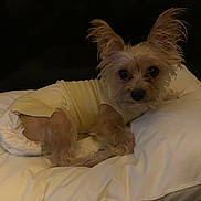 Senior Poopis joined the competition — help win amazing prizes! animal, brown_fur, cozy, cute, diaper, dog, domestic_animal, ears, fur, home, indoor, looking_at_camera, lying_down, pet, pillow, portrait, resting, small_dog, soft, yellow_outfit