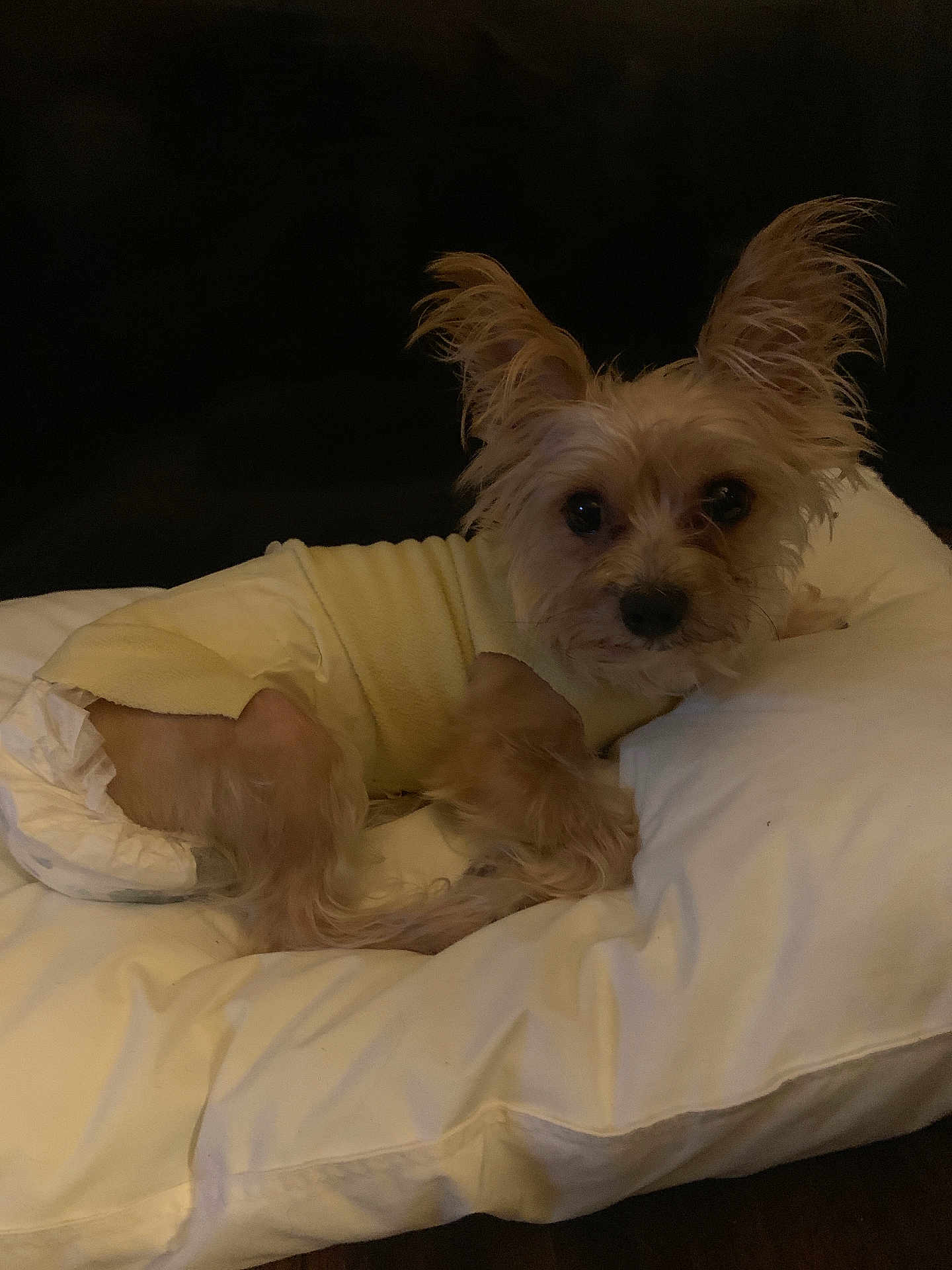 Senior Poopis joined the competition — help win amazing prizes! animal, brown_fur, cozy, cute, diaper, dog, domestic_animal, ears, fur, home, indoor, looking_at_camera, lying_down, pet, pillow, portrait, resting, small_dog, soft, yellow_outfit