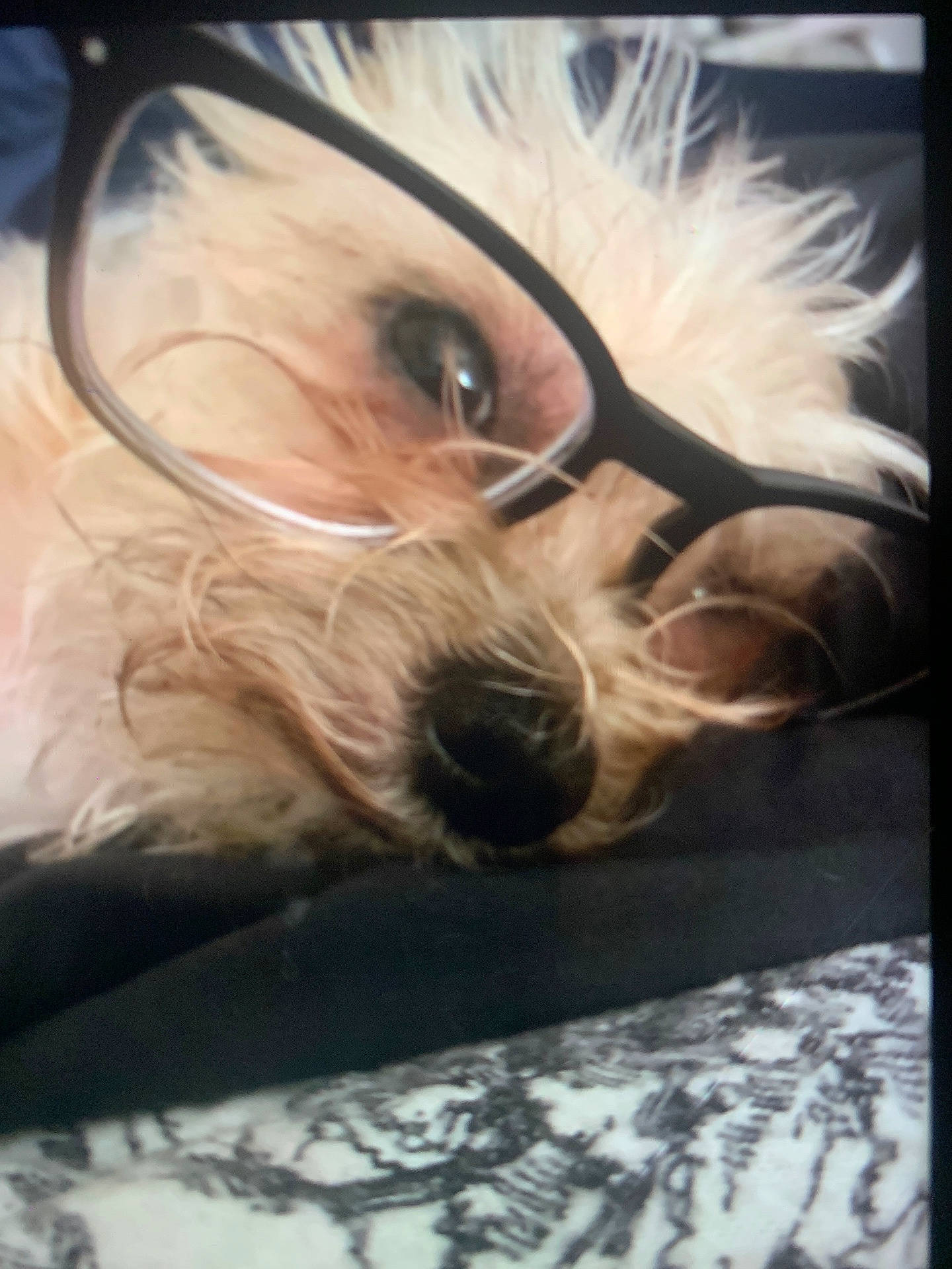 animal, black_glasses, closeup, cozy, curly_fur, cute, dog, eyewear, face, fur, glasses, indoor, lying_down, patterned_fabric, pet, relaxed, resting, sleeping, snout, whiskers