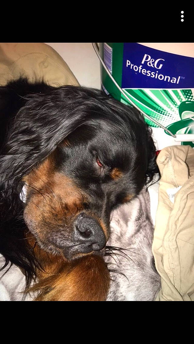 Murray a rejoint le concours — aidez-le/la à gagner de superbes lots ! canidae, carnivore, companion_dog, dog, dog_breed, ear, gordon_setter, hovawart, nose, puppy, puppy_love, retriever, rottweiler, setter, snout, spaniel, sporting_group