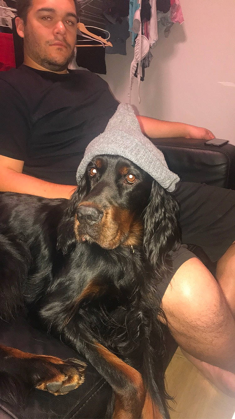 Murray participe au concours pour gagner de l'argent avec cette photo : canidae, carnivore, companion_dog, dog, dog_breed, english_cocker_spaniel, gordon_setter, mammal, retriever, setter, spaniel, sporting_group